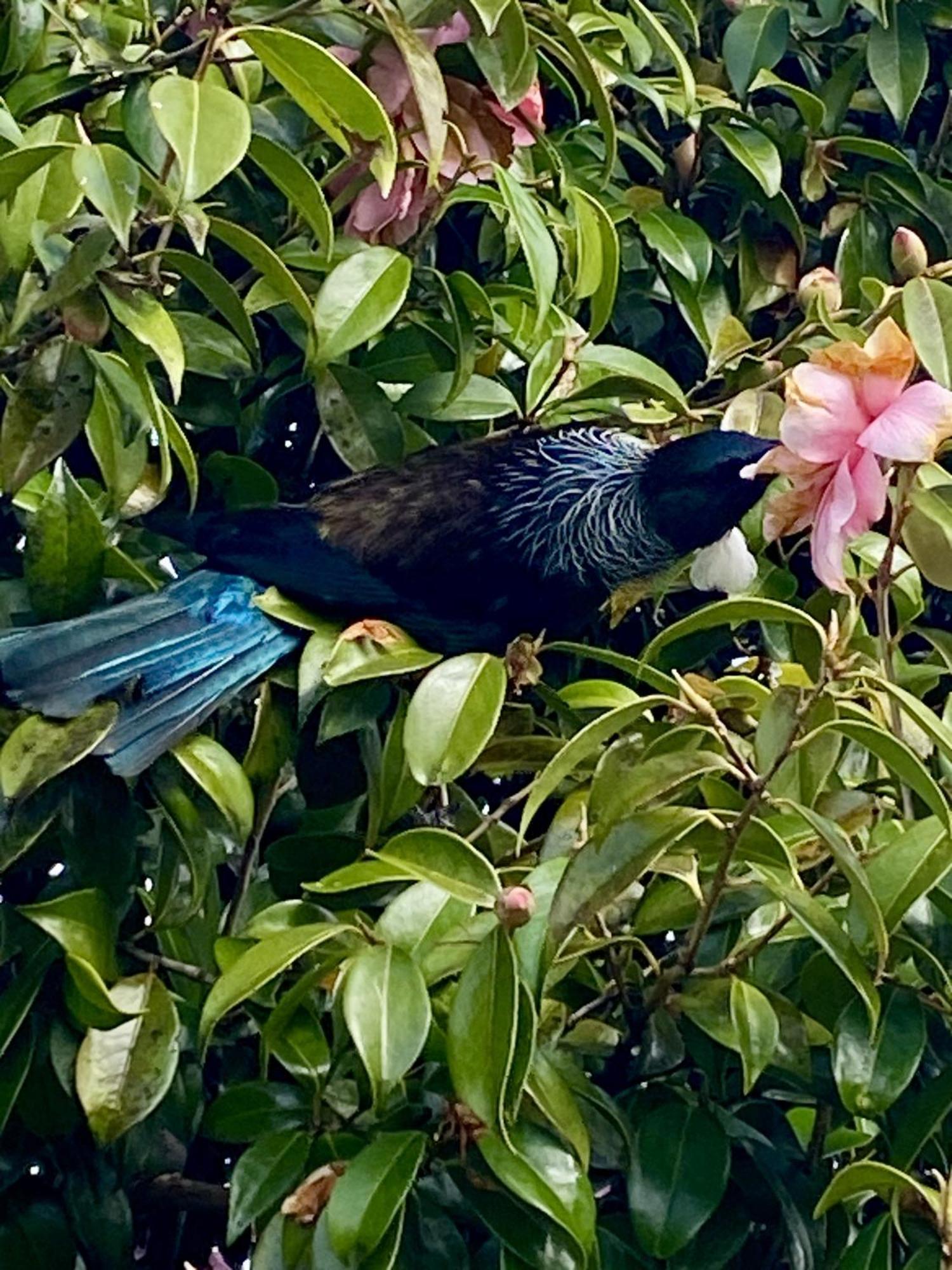 Heritage Park Lodge Haast Buitenkant foto