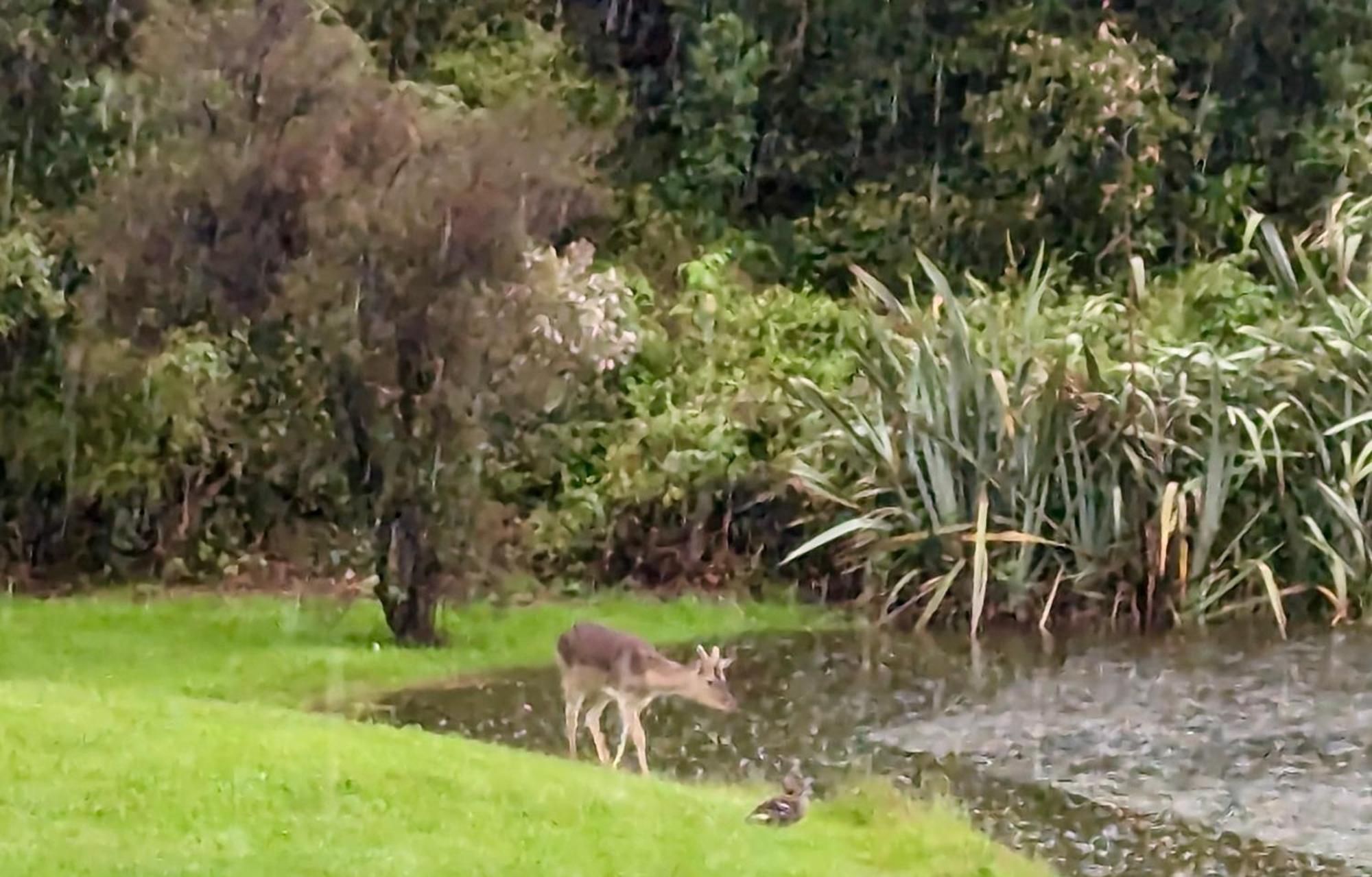 Heritage Park Lodge Haast Buitenkant foto
